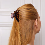 Large Hair Claw Tortoise - Jaguar