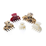 Large Hair Claw Honey Tortoise - Turtle